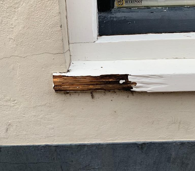 Hoe herken je houtrot het en wat zijn de kosten van reparatie?